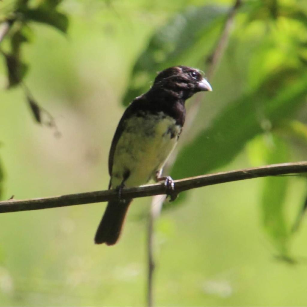 Yellow-bellied Seedeater - ML608402568