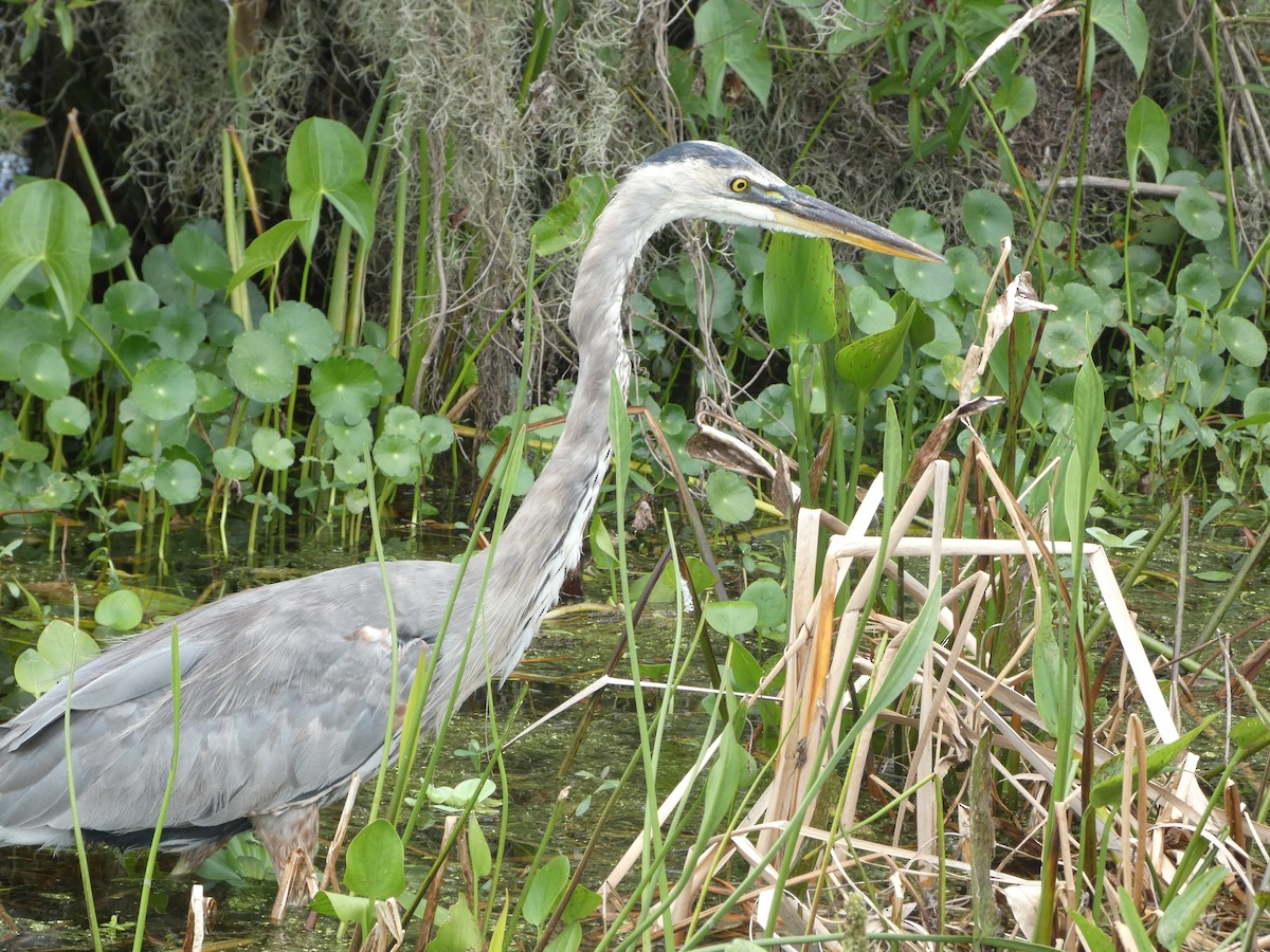 Great Blue Heron - Jayden Schirle