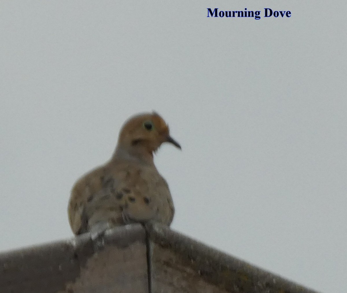 Mourning Dove - ML608402577
