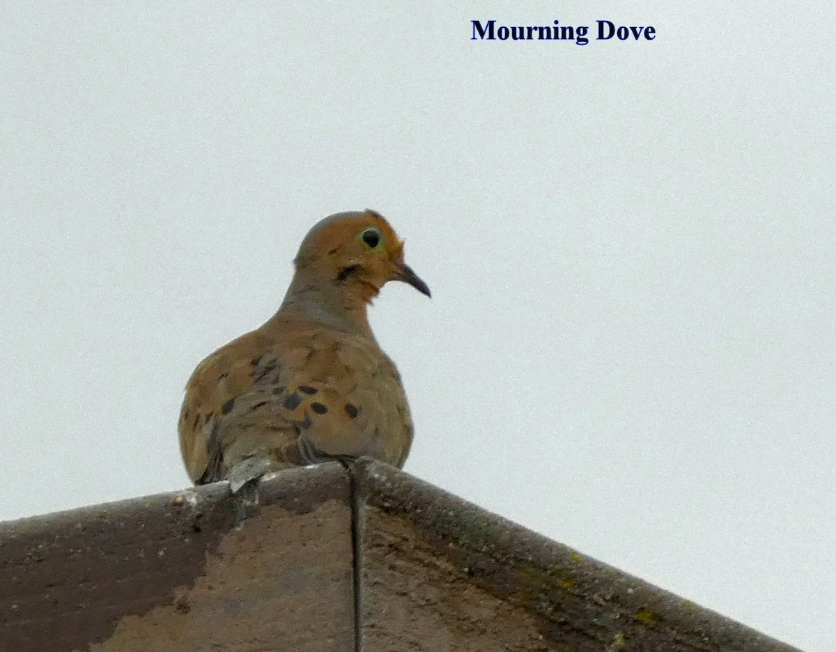Mourning Dove - ML608402578