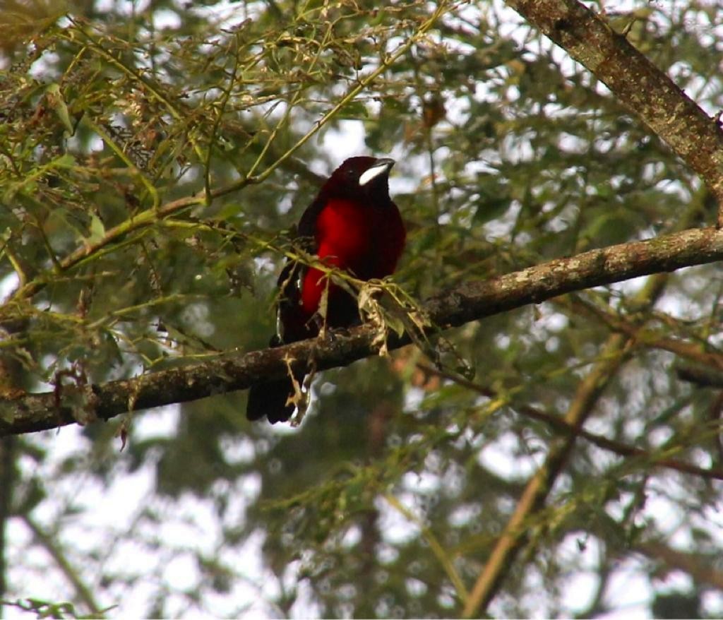 Crimson-backed Tanager - ML608402587