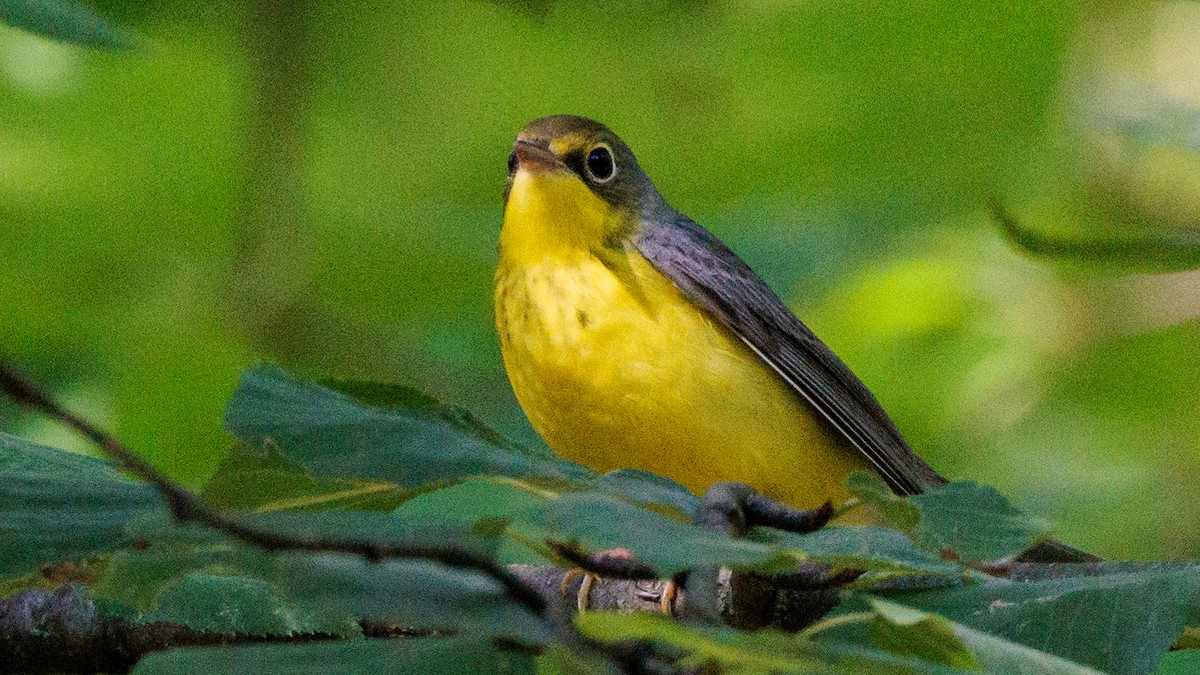 Canada Warbler - ML608402708