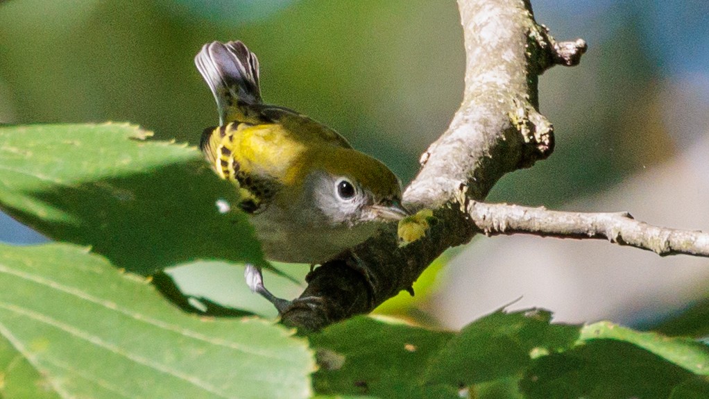 Chestnut-sided Warbler - ML608402710