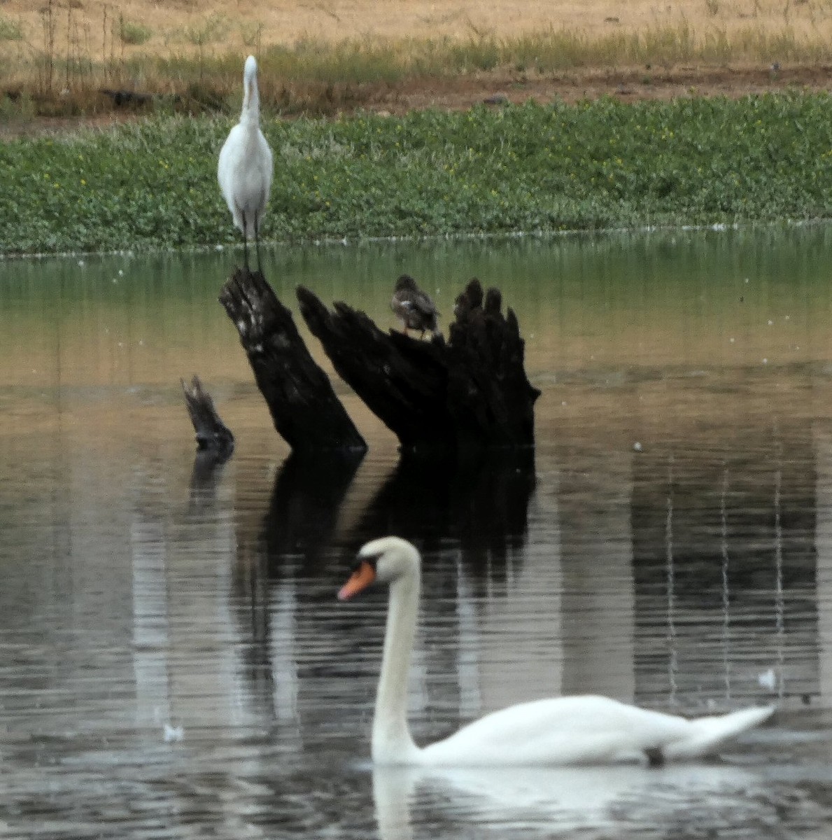 Great Egret - ML608402812