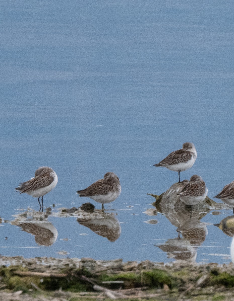 Western Sandpiper - Esther Sumner