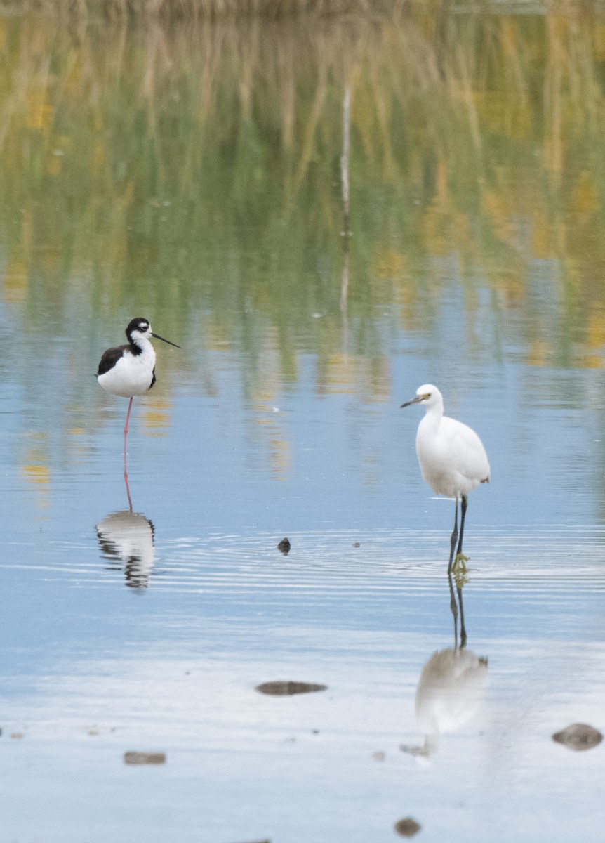 Black-necked Stilt - ML608402905