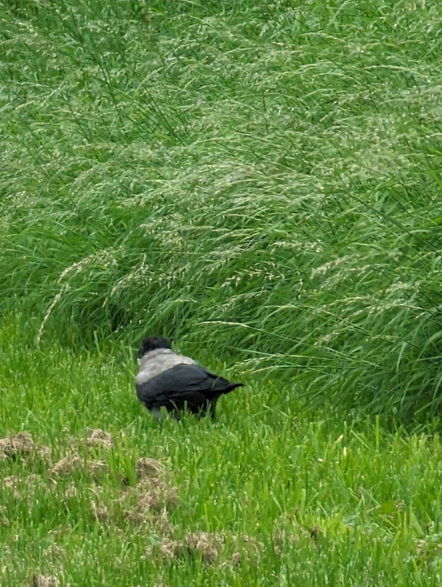 Hooded Crow - ML608402972