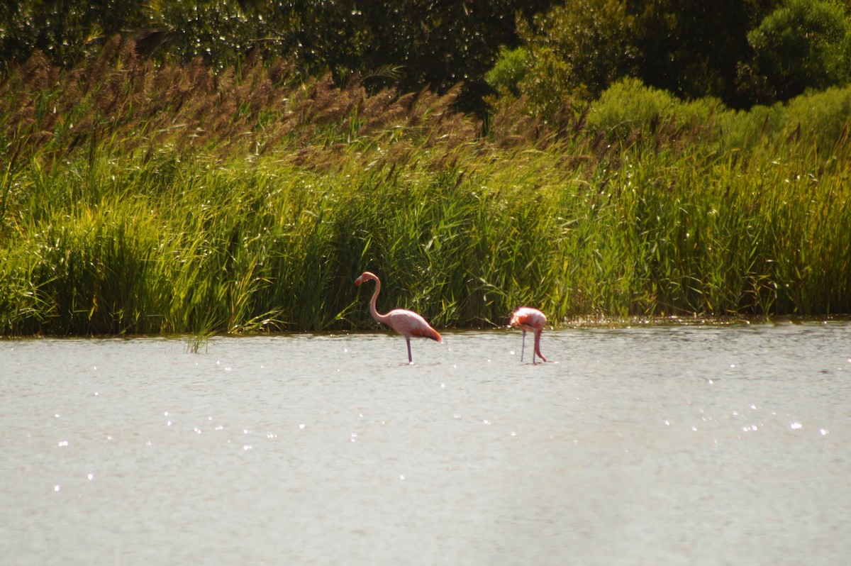 American Flamingo - Fred Hall