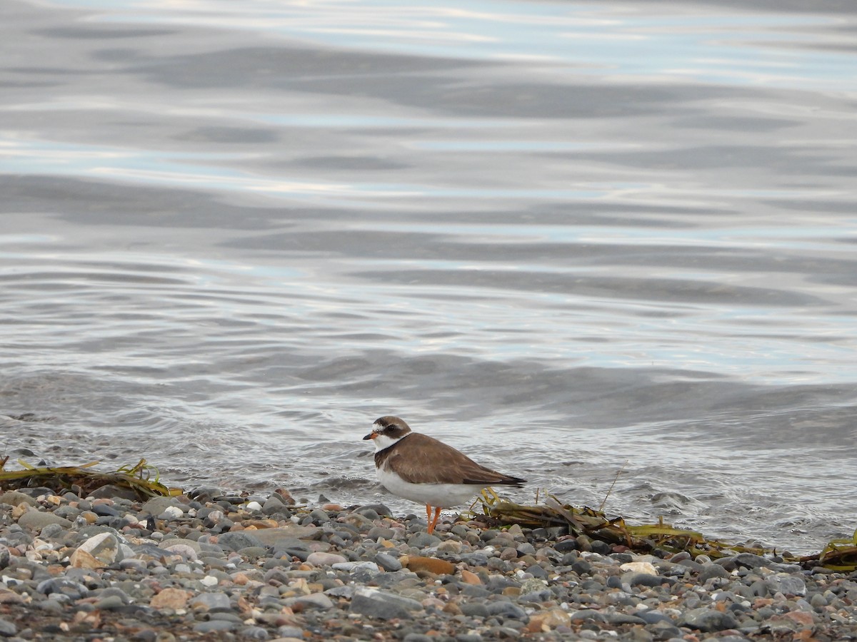 Semipalmated Plover - ML608403065