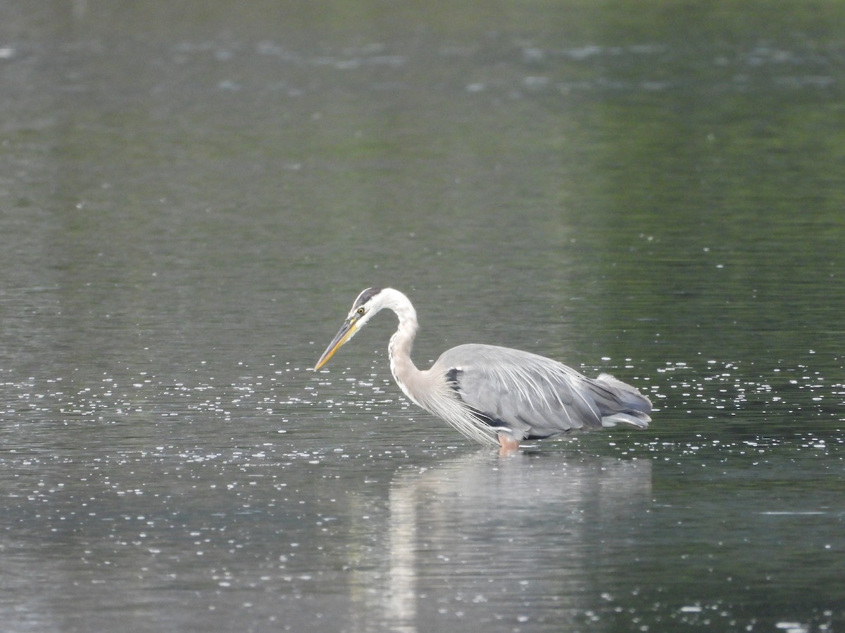 Great Blue Heron - ML608403102