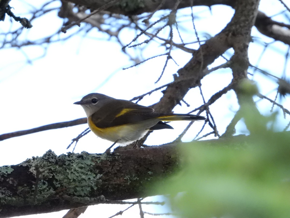 American Redstart - ML608403141