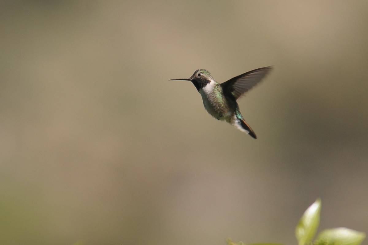 Broad-tailed Hummingbird - ML608403176