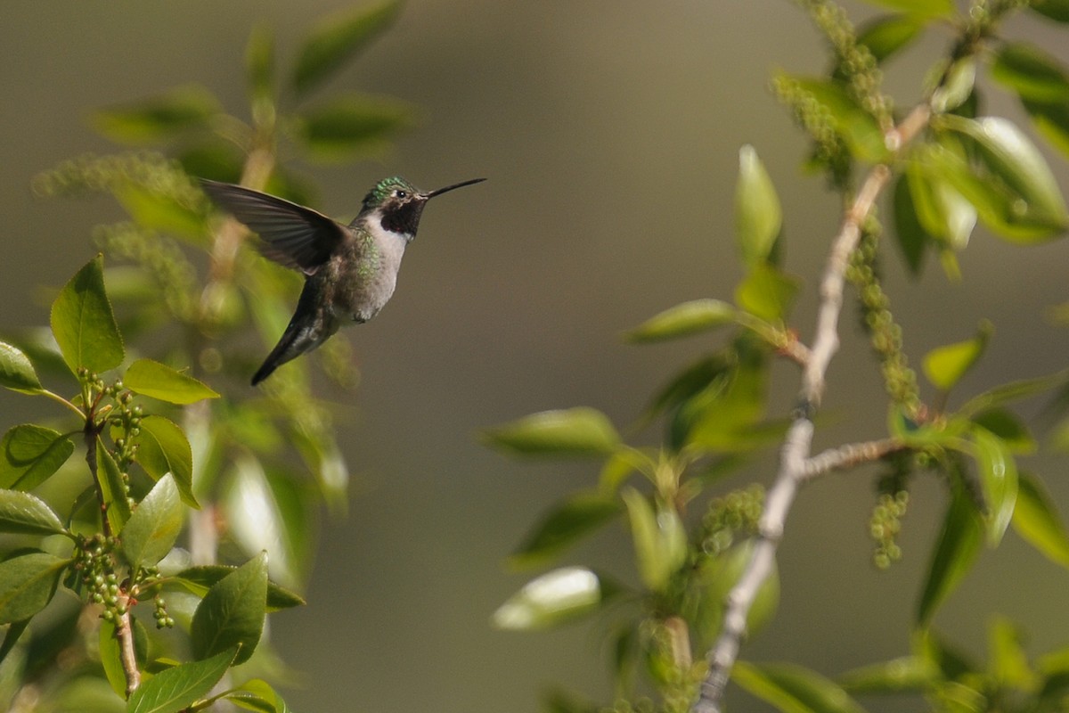 Broad-tailed Hummingbird - ML608403191