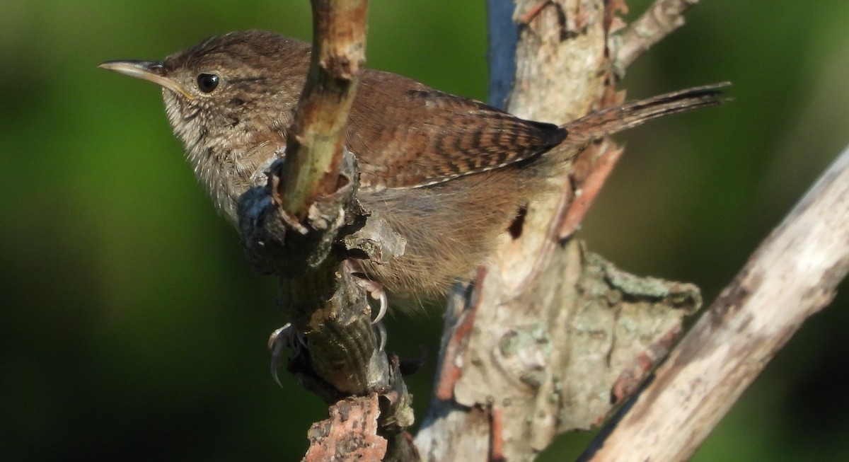 Northern House Wren - ML608403222