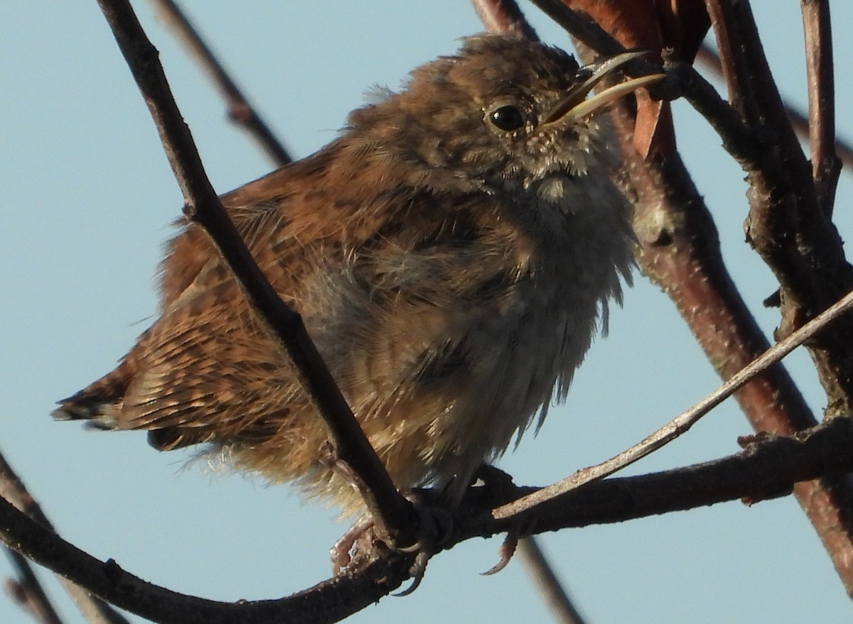 Northern House Wren - ML608403223