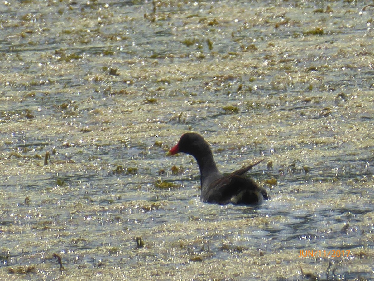 Common Gallinule - ML60840331