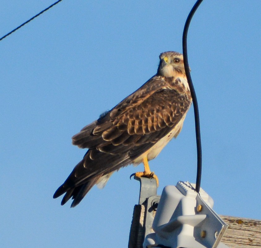 Swainson's Hawk - ML608403315