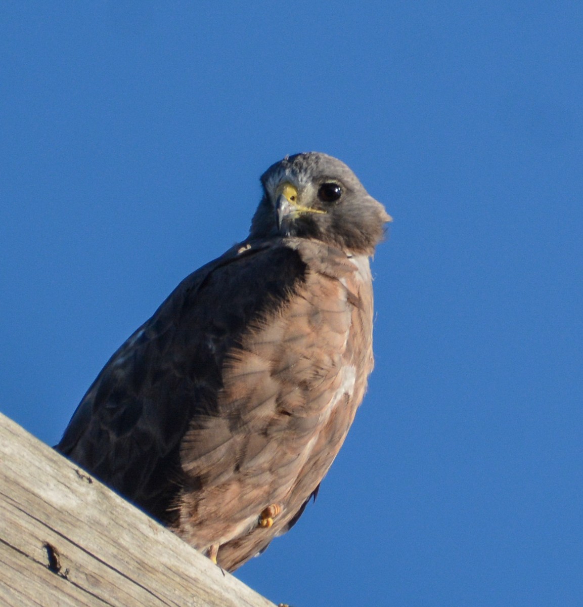 Swainson's Hawk - ML608403319