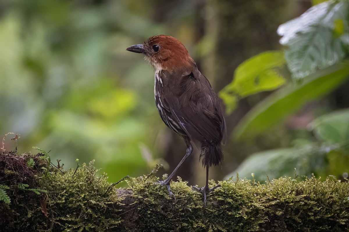 クリガシラジアリドリ - ML608403325