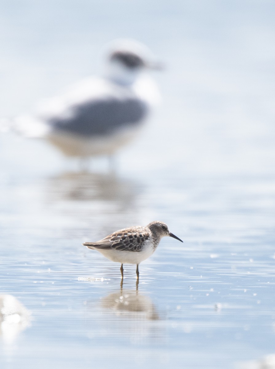 Western Sandpiper - ML608403328