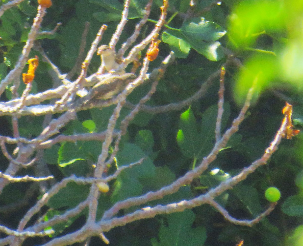 Eurasian Wryneck - ML608403329