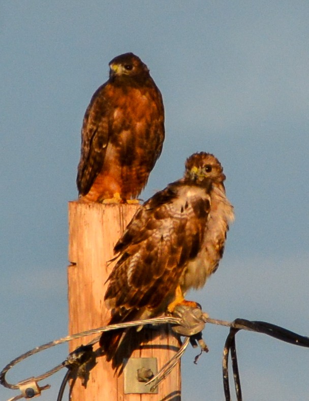 Red-tailed Hawk - ML608403336
