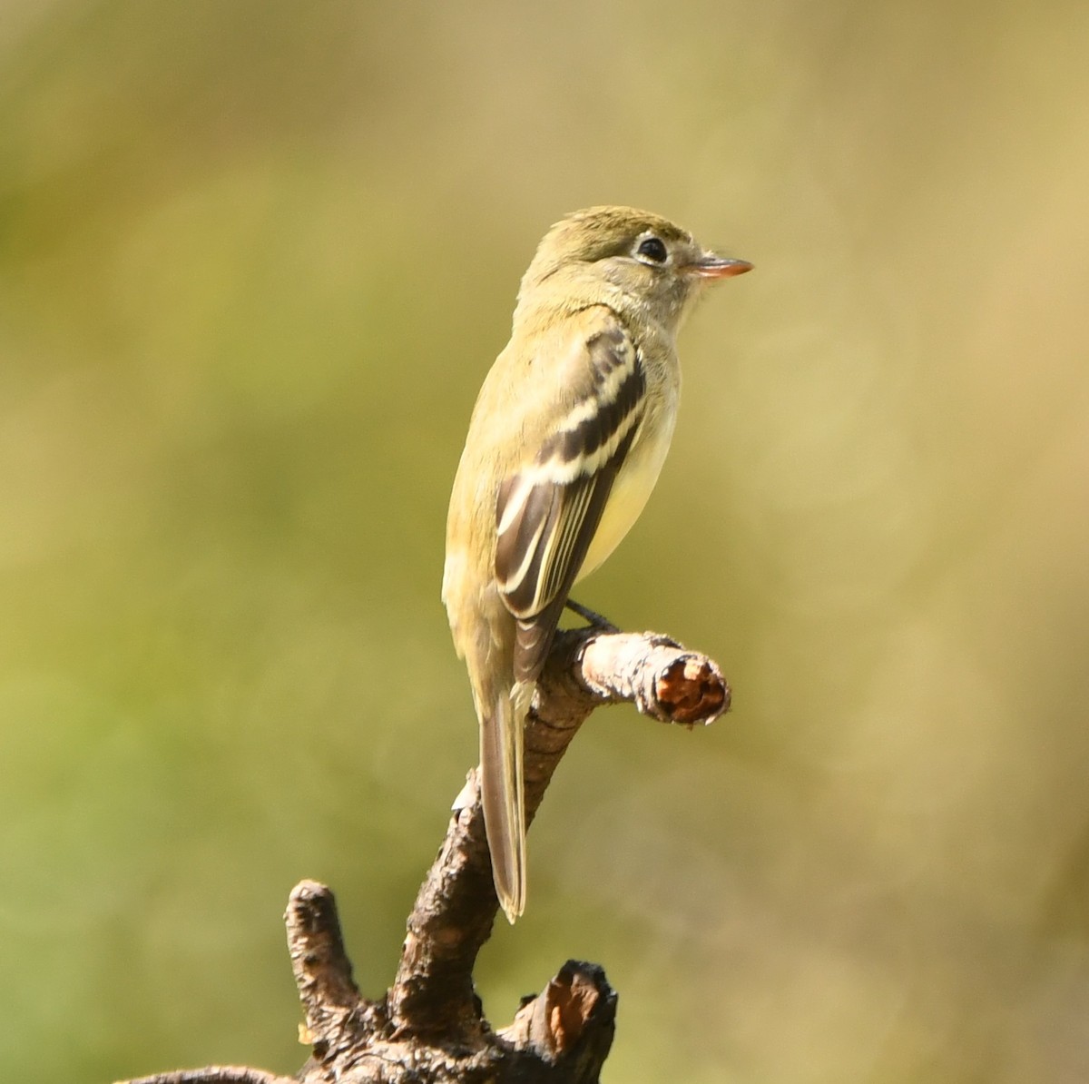 Mosquero Mínimo - ML608403342