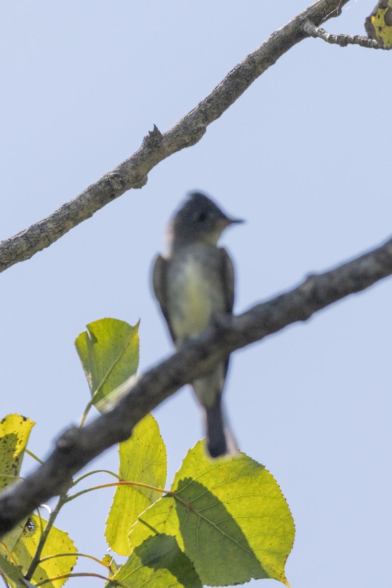 tanımsız Empidonax sp. - ML608403382