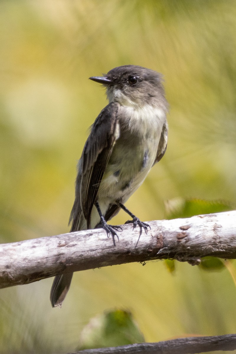 Eastern Phoebe - ML608403387