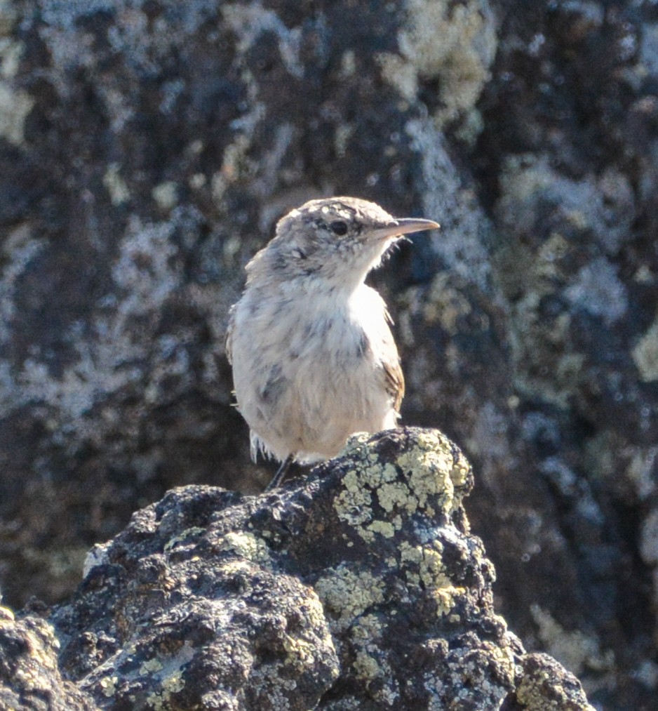 Troglodyte des rochers - ML608403426