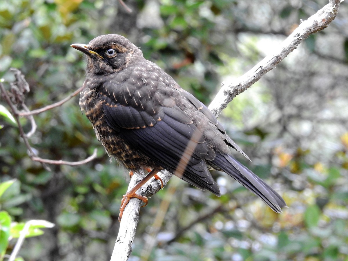 Sooty Thrush - ML608403511