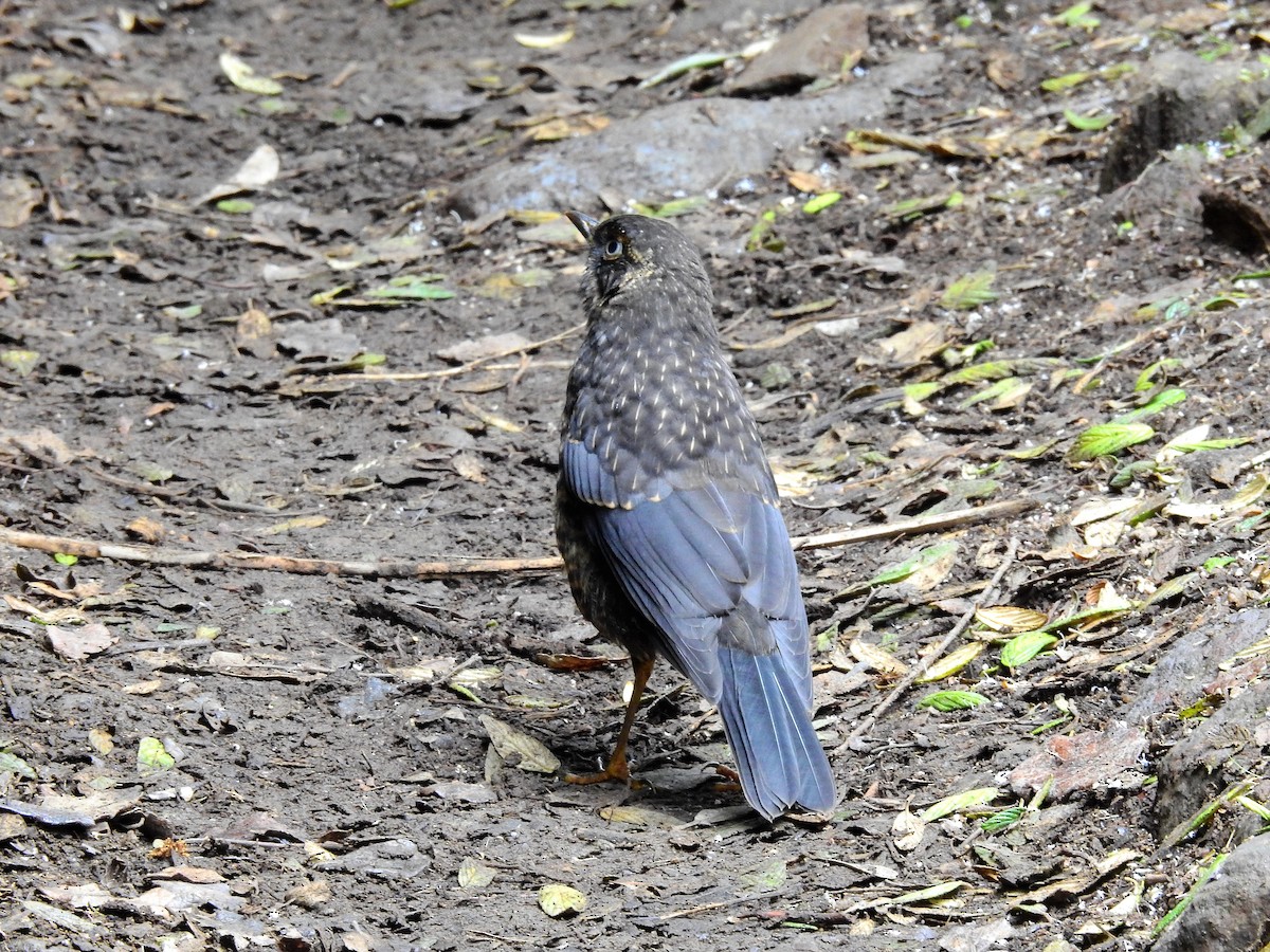 Sooty Thrush - Sisgo Rachith Acuña Chinchilla