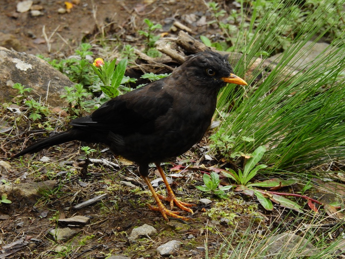 Sooty Thrush - ML608403513