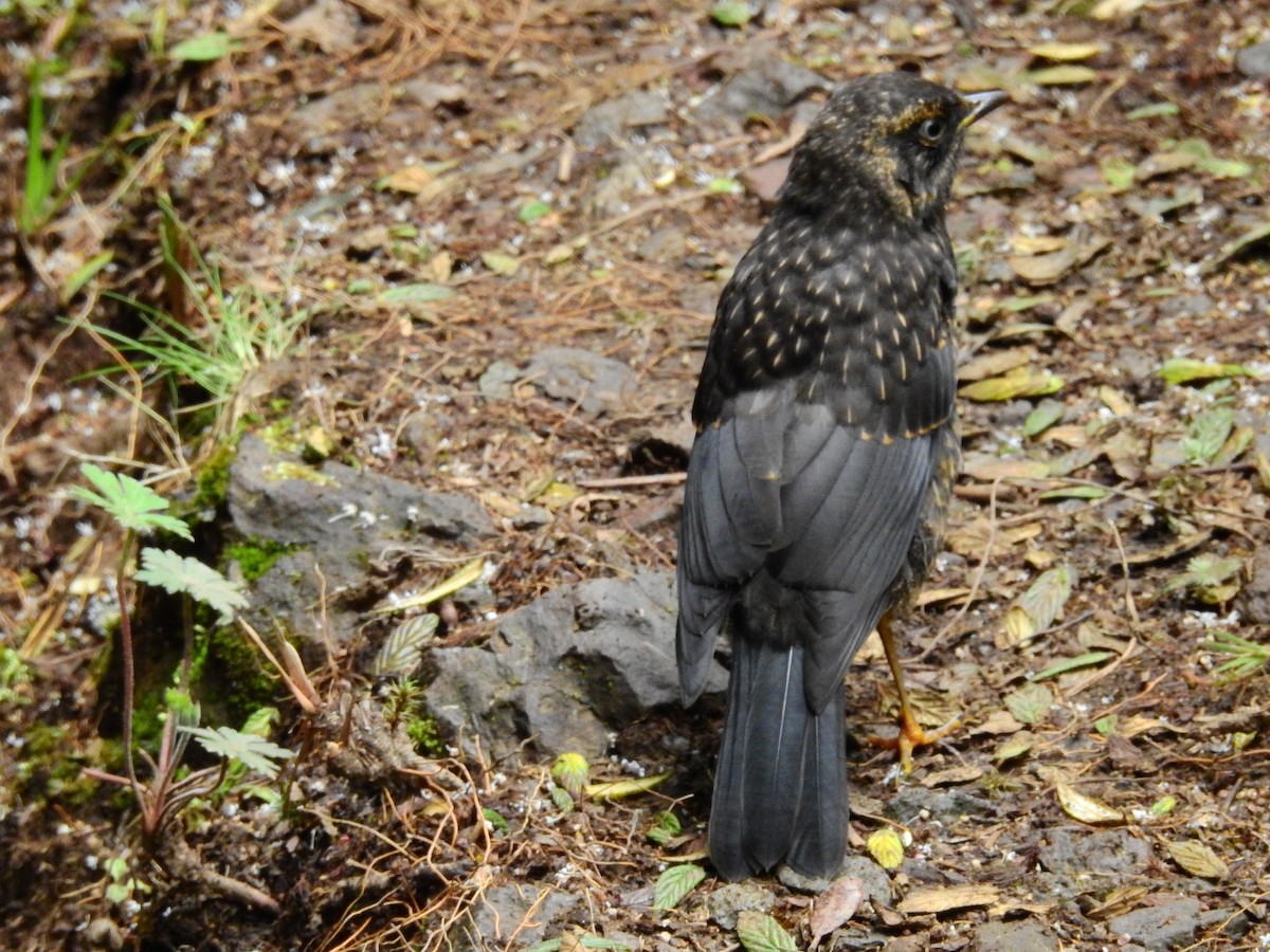 Sooty Thrush - ML608403514