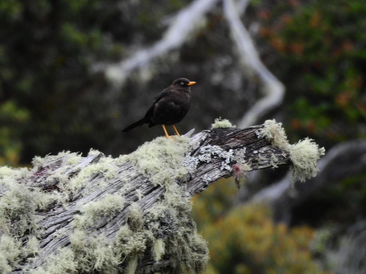 Sooty Thrush - Sisgo Rachith Acuña Chinchilla