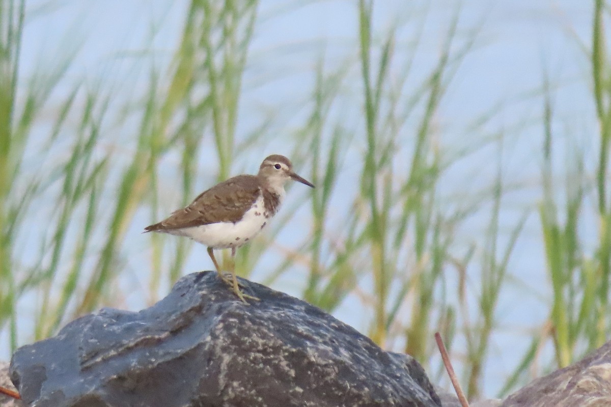 Spotted Sandpiper - ML608403522