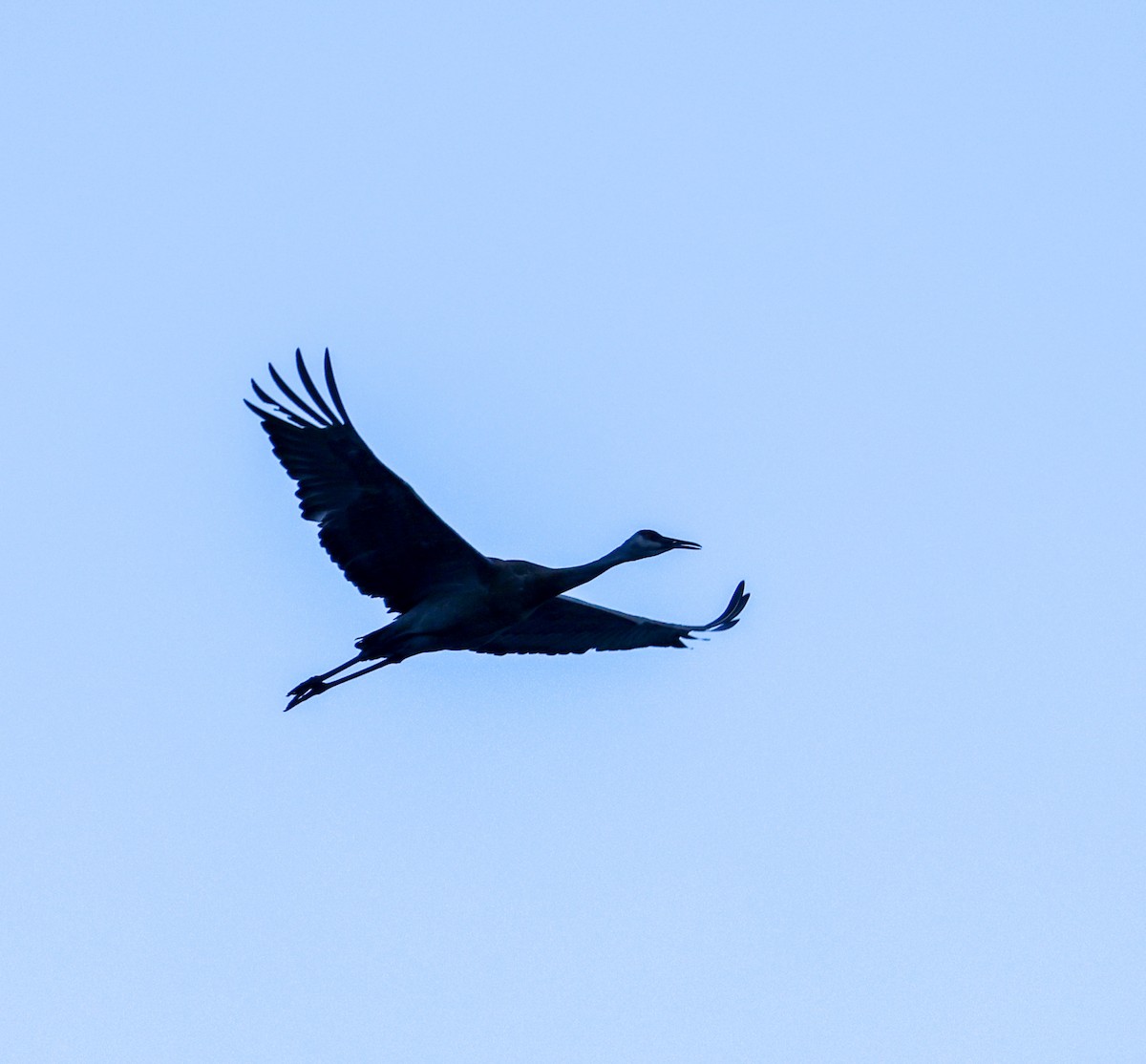 Sandhill Crane - ML608403565