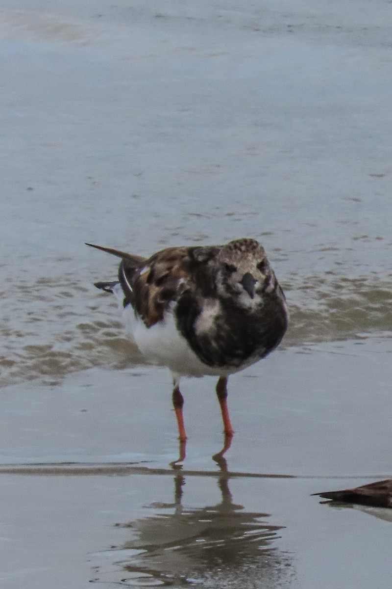 Ruddy Turnstone - ML608403570