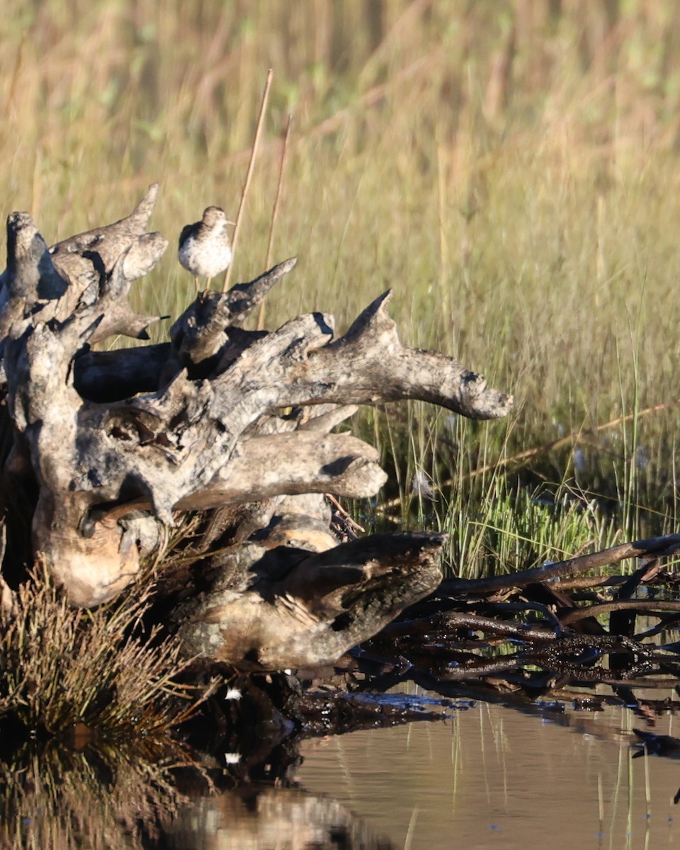 Spotted Sandpiper - ML608403587