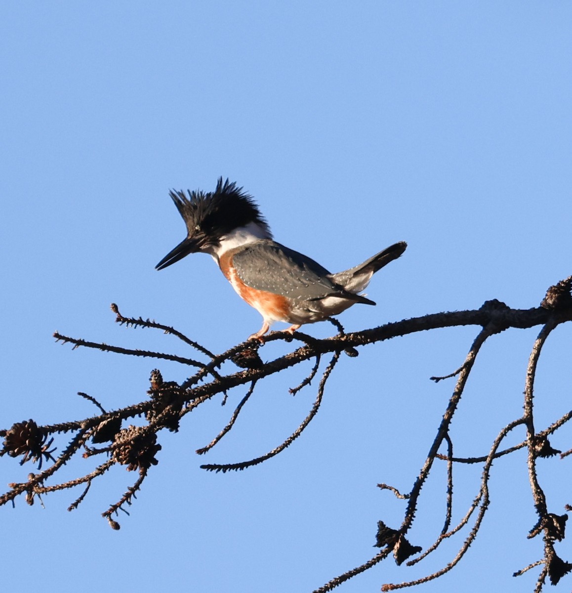 Belted Kingfisher - ML608403589