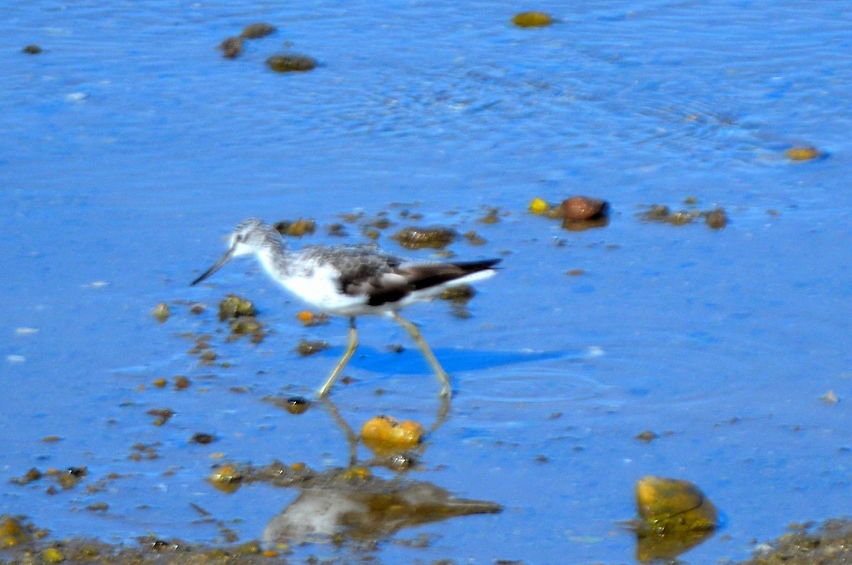 Common Greenshank - Jorge Leitão