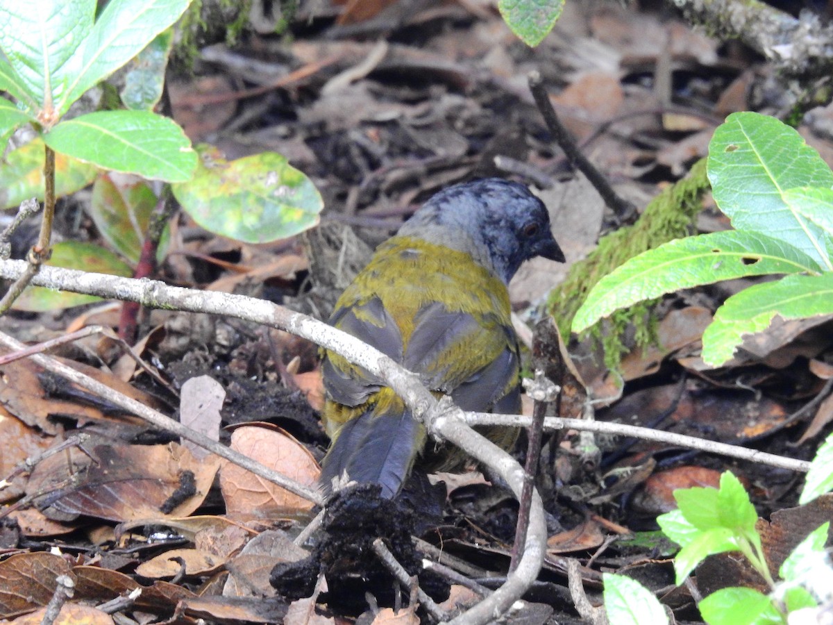 Large-footed Finch - ML608403627