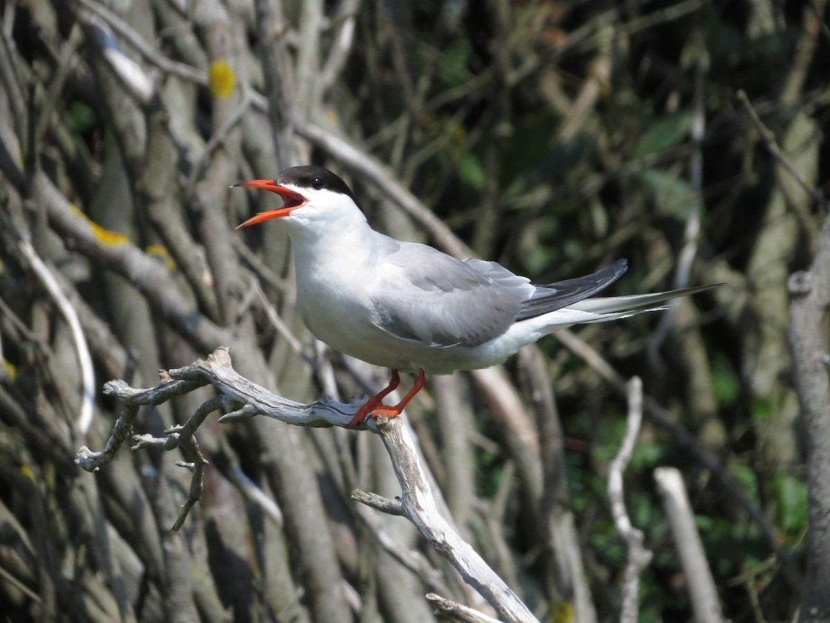 Common Tern - ML608403666