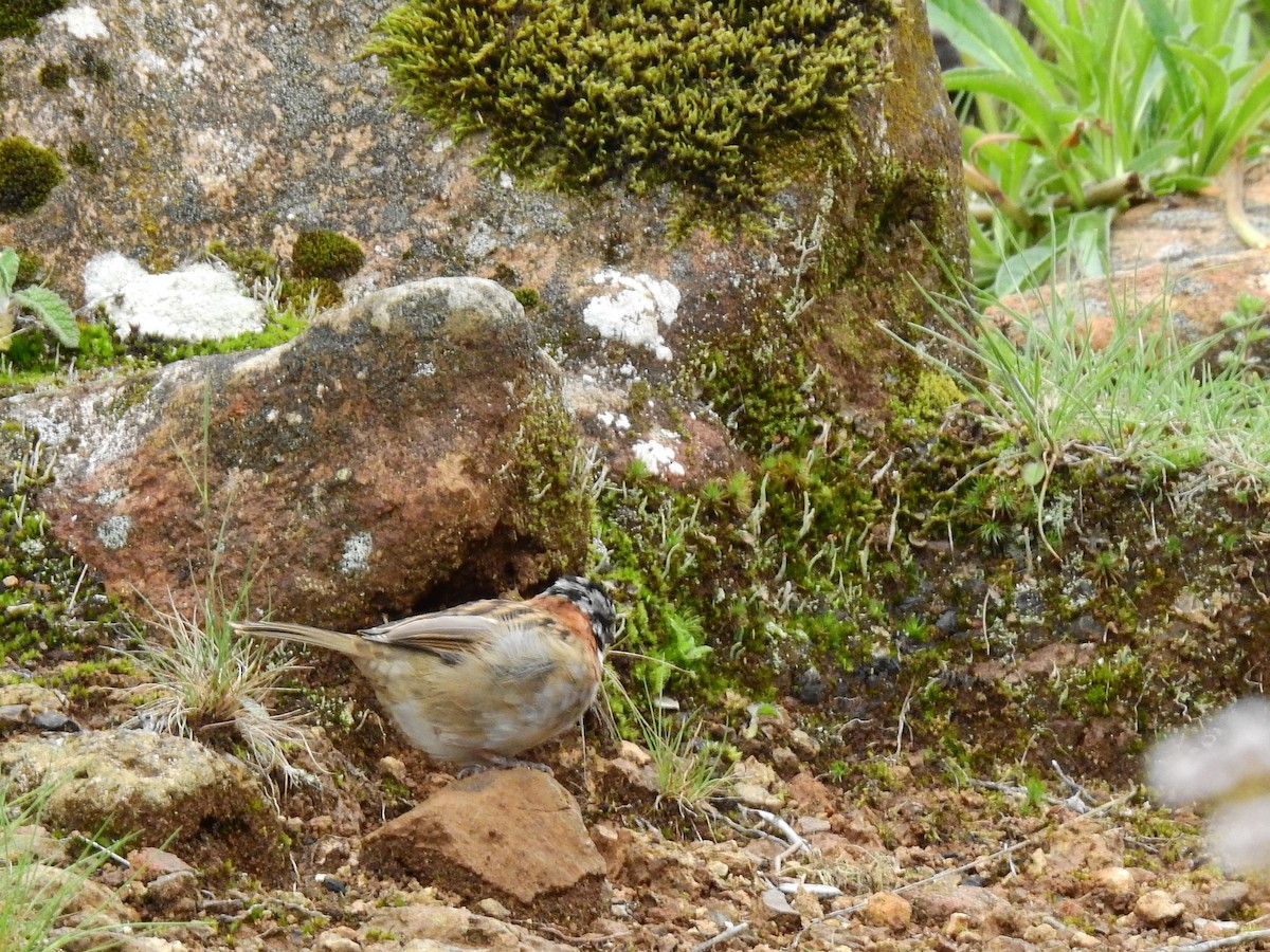 Rufous-collared Sparrow - Sisgo Rachith Acuña Chinchilla