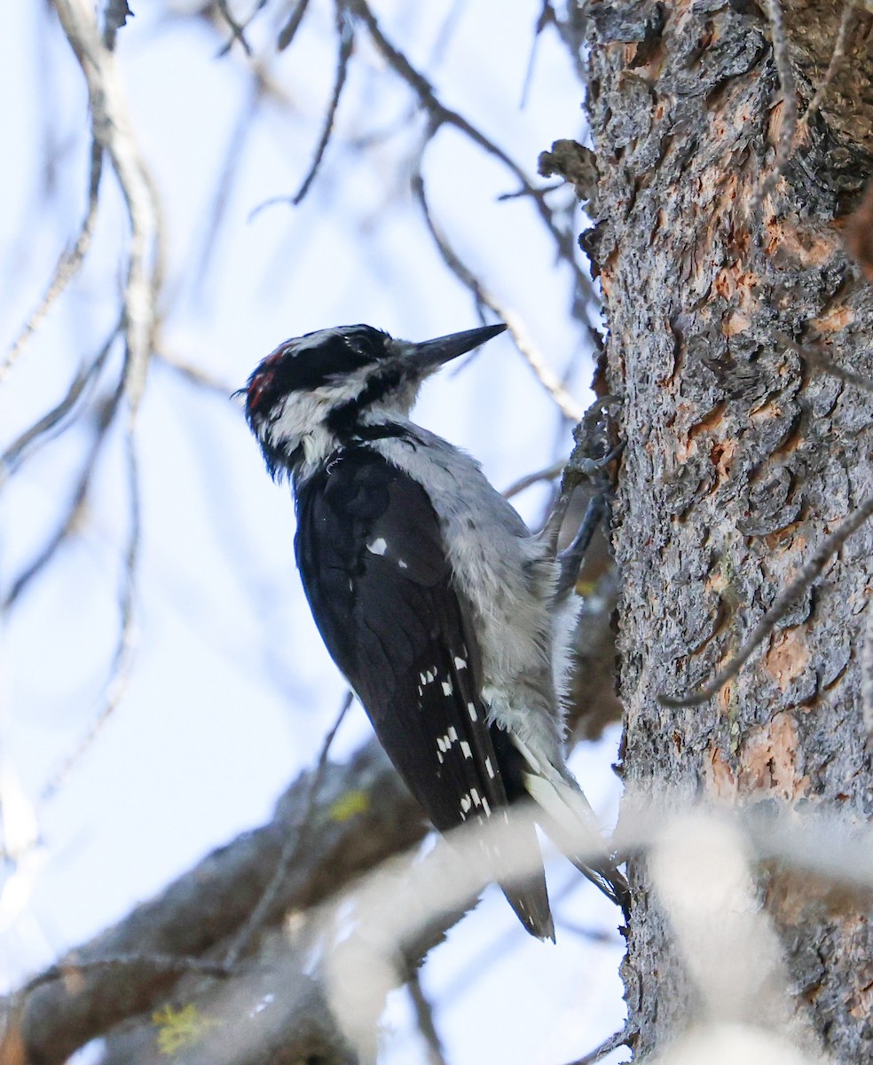 Hairy Woodpecker - ML608403694