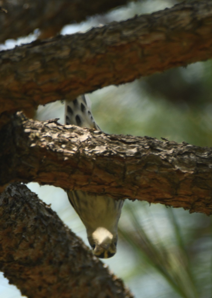 Black-and-white Warbler - Leonardo Guzmán (Kingfisher Birdwatching Nuevo León)
