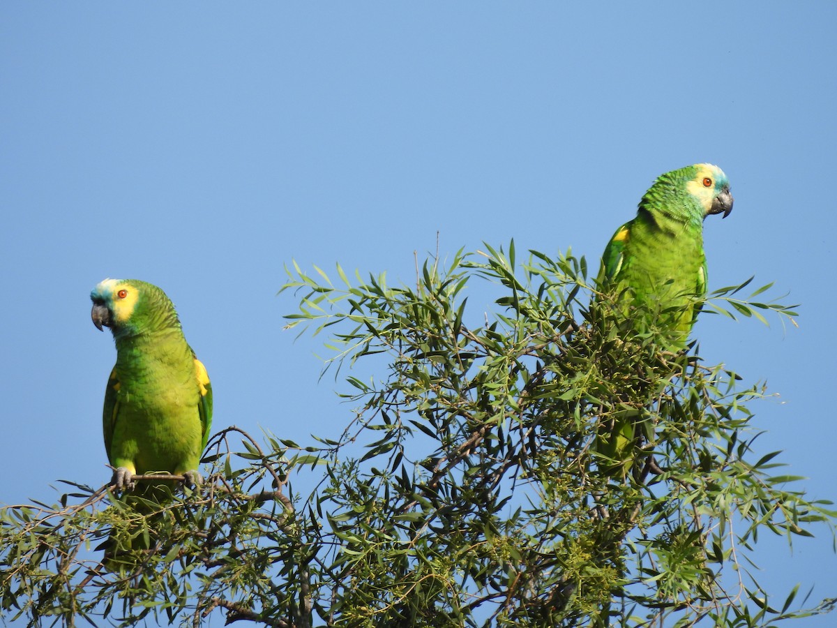 Turquoise-fronted Parrot - ML608403757