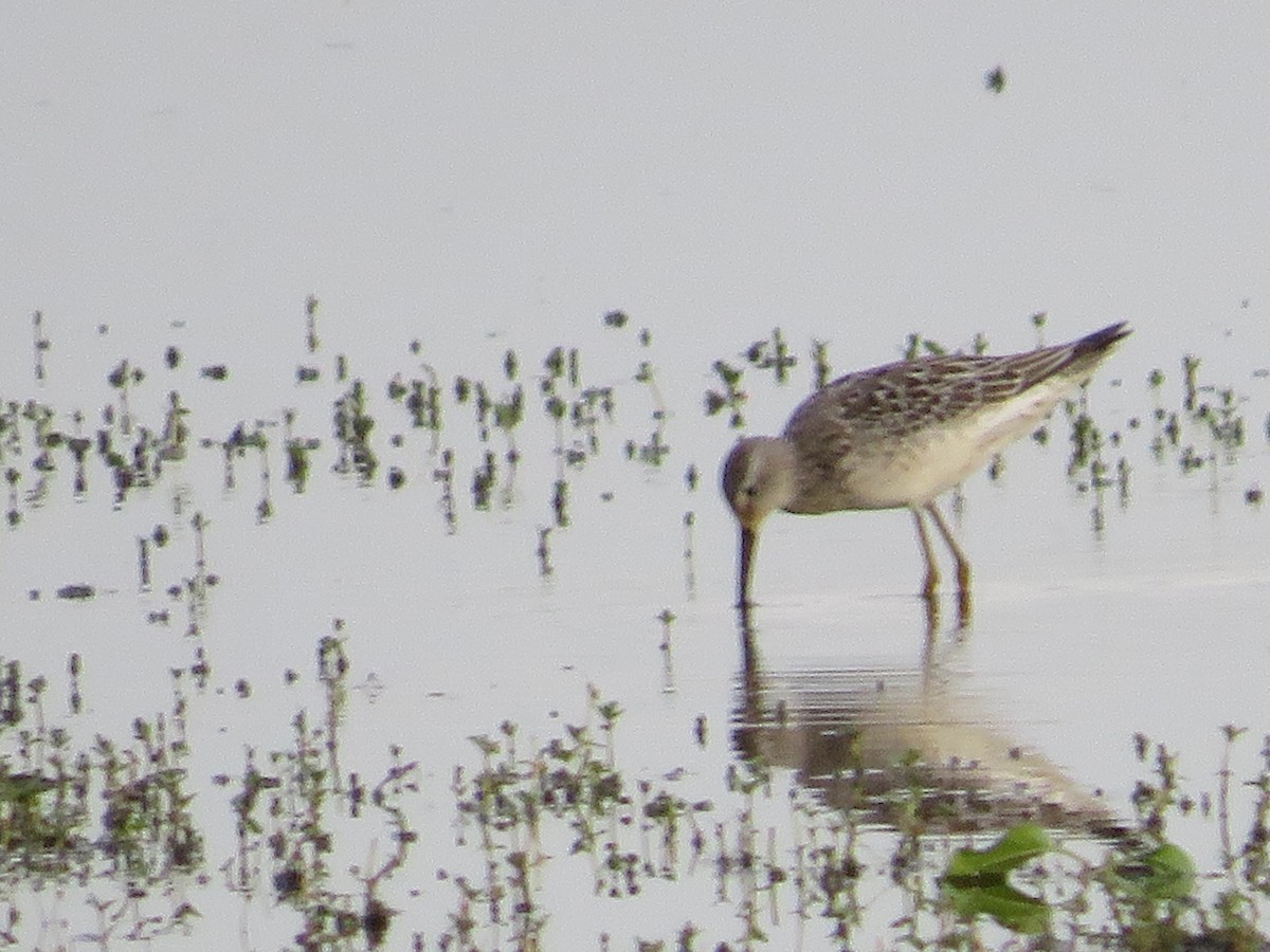 Stilt Sandpiper - ML608403821