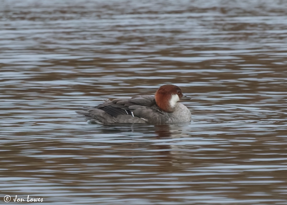 Smew - Jon Lowes