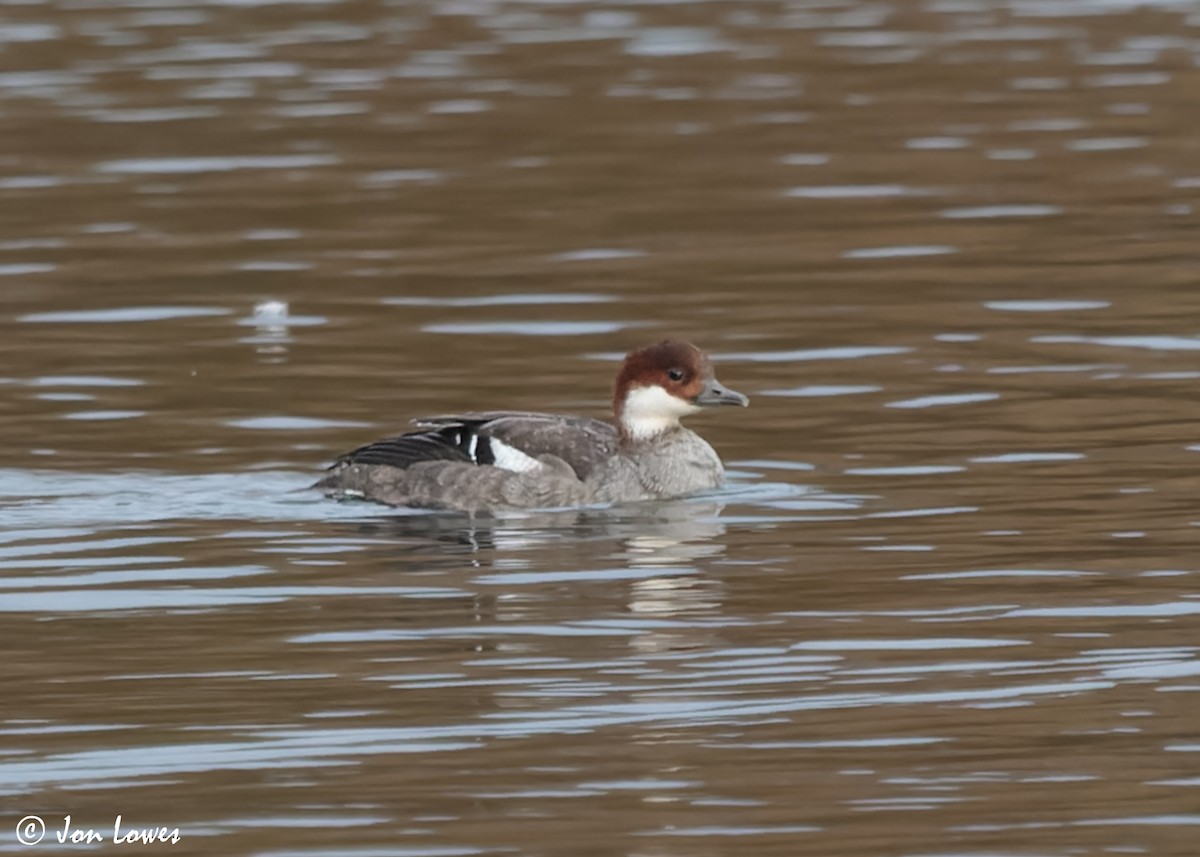 Smew - Jon Lowes